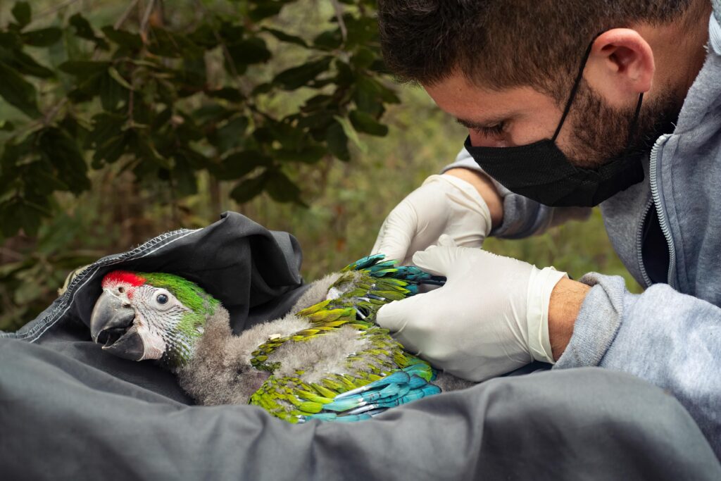 jorge y guacamaya 01