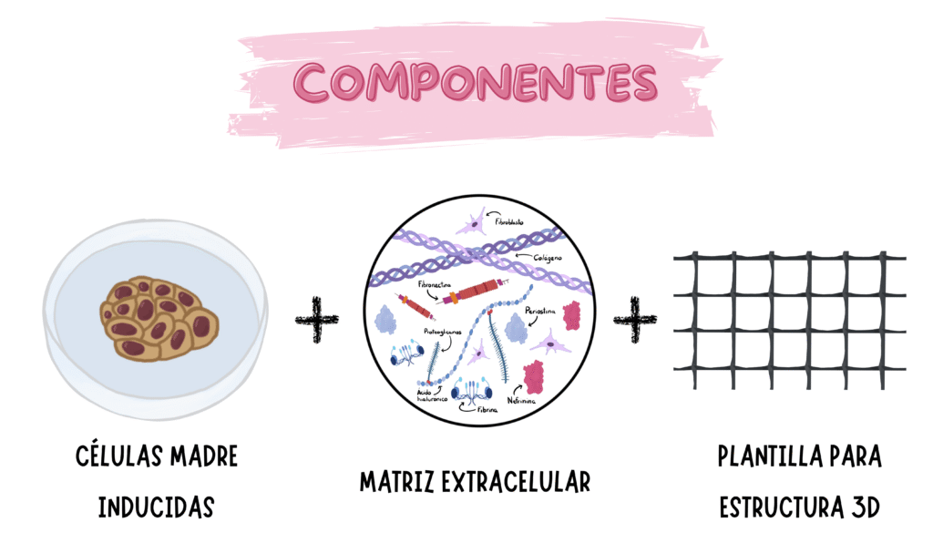 tejiendo vida componentes vfinal cortada