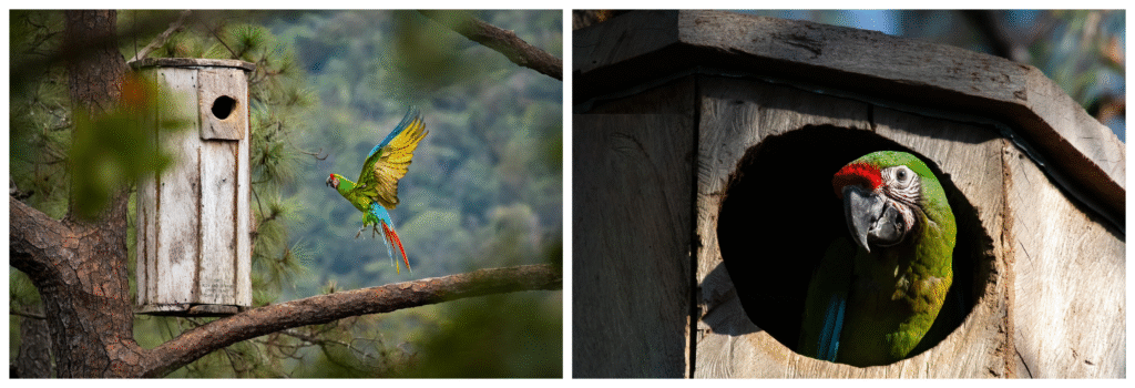 banner 2 fotos guacamaya polluelo 1200h