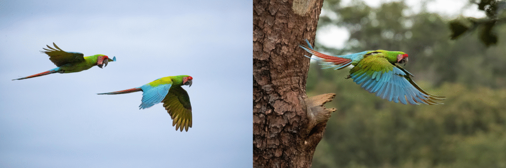 banner 2 fotos vuelo nido 1200h