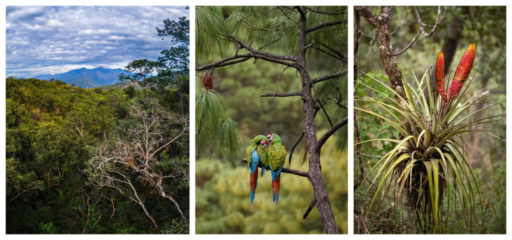 banner 3 habitat guacamayas gallito 1200h