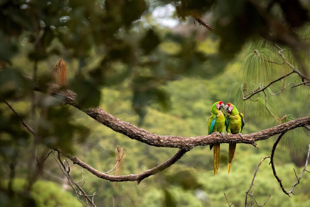 guacamayas pareja 03