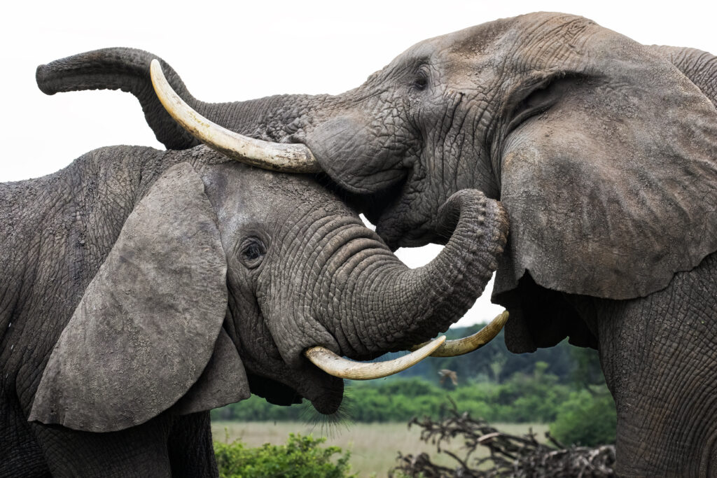 elephant friends color