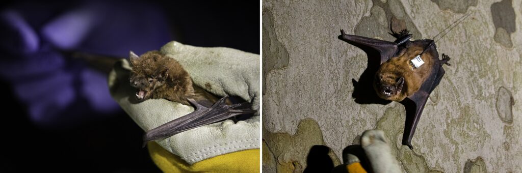 combinadas noctulo linea blanca