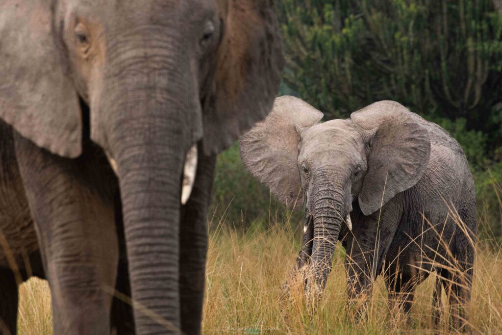 elefantes mama y bebe 1