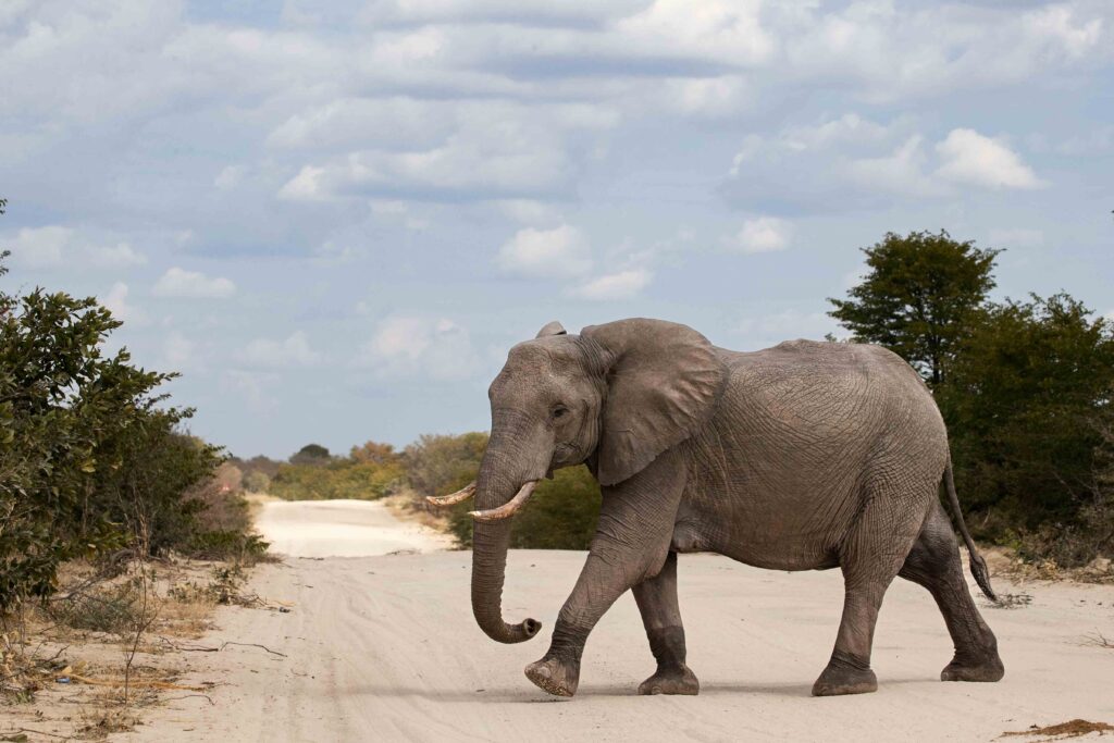 elephant crossing road 01