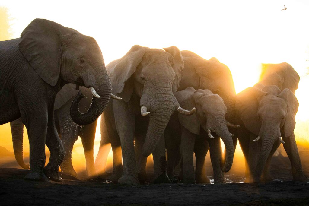 elephants sunset 03