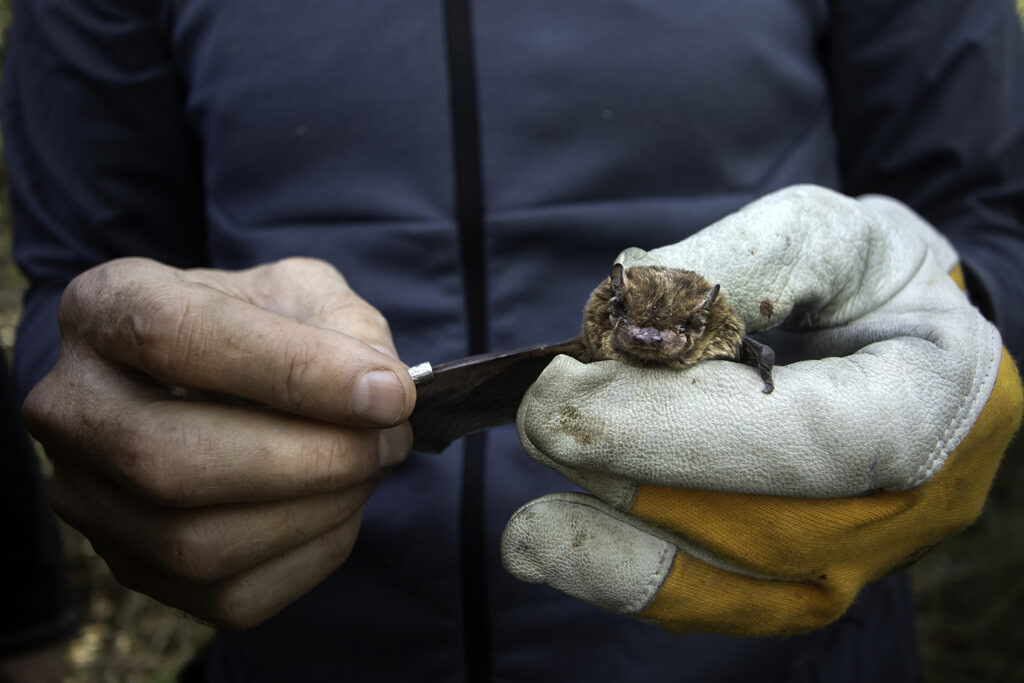 investigador murcielago mano 01 copia