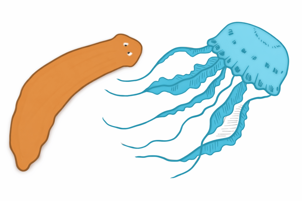 medusa planaria