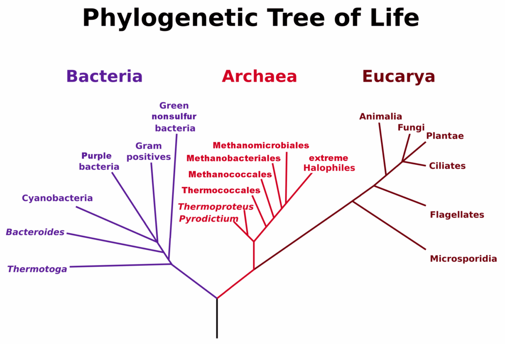 arbol filogenético