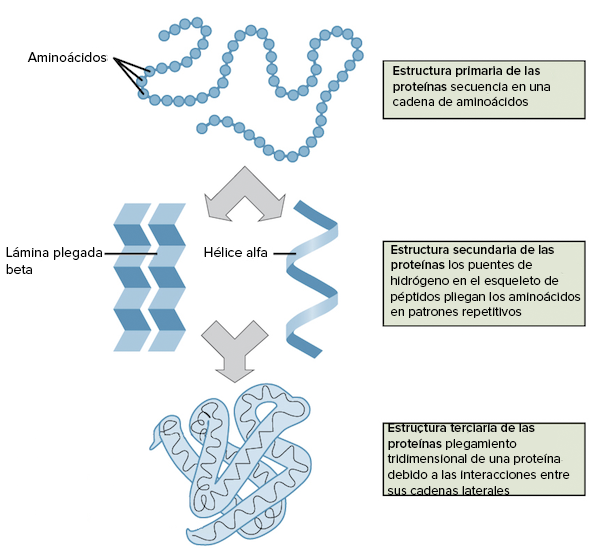 estructura proteínas