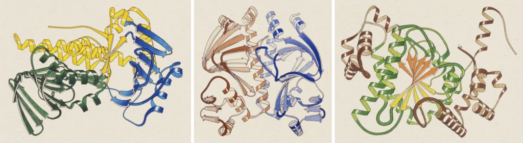 jane richardson proteins