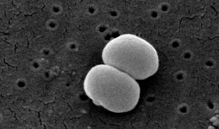 staphylococcus epidermidis 01
